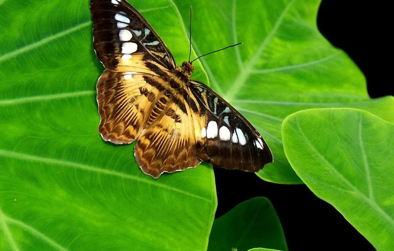 Photo wallpaper greens, sheet, Butterfly