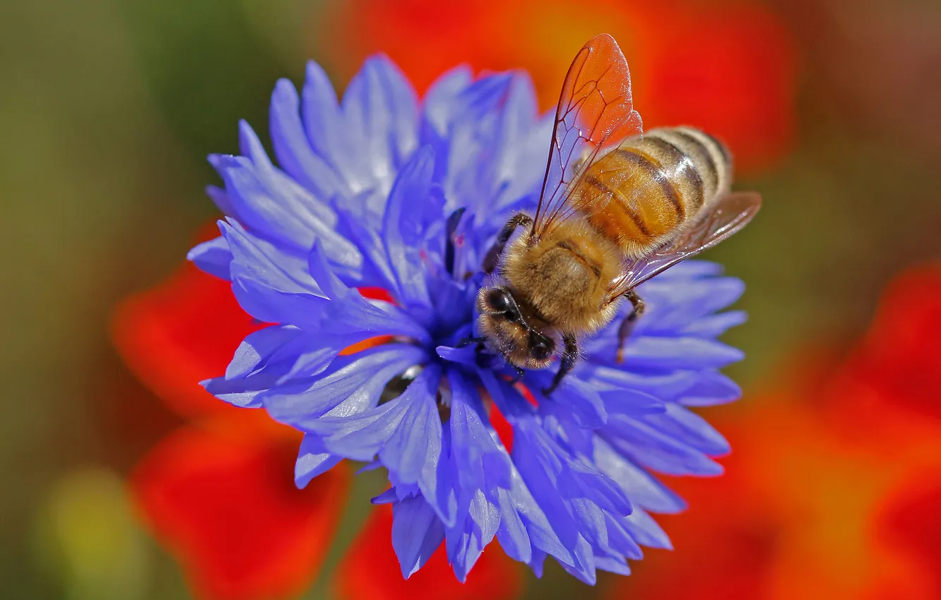 Photo wallpaper flowers, nature, bee, plant, insect