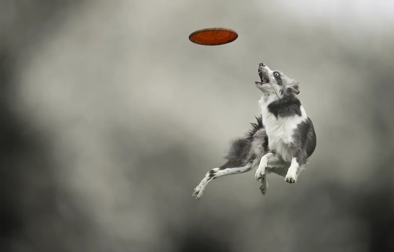 Photo wallpaper jump, the game, dog, dog, disk, breed, catches, Border Collie