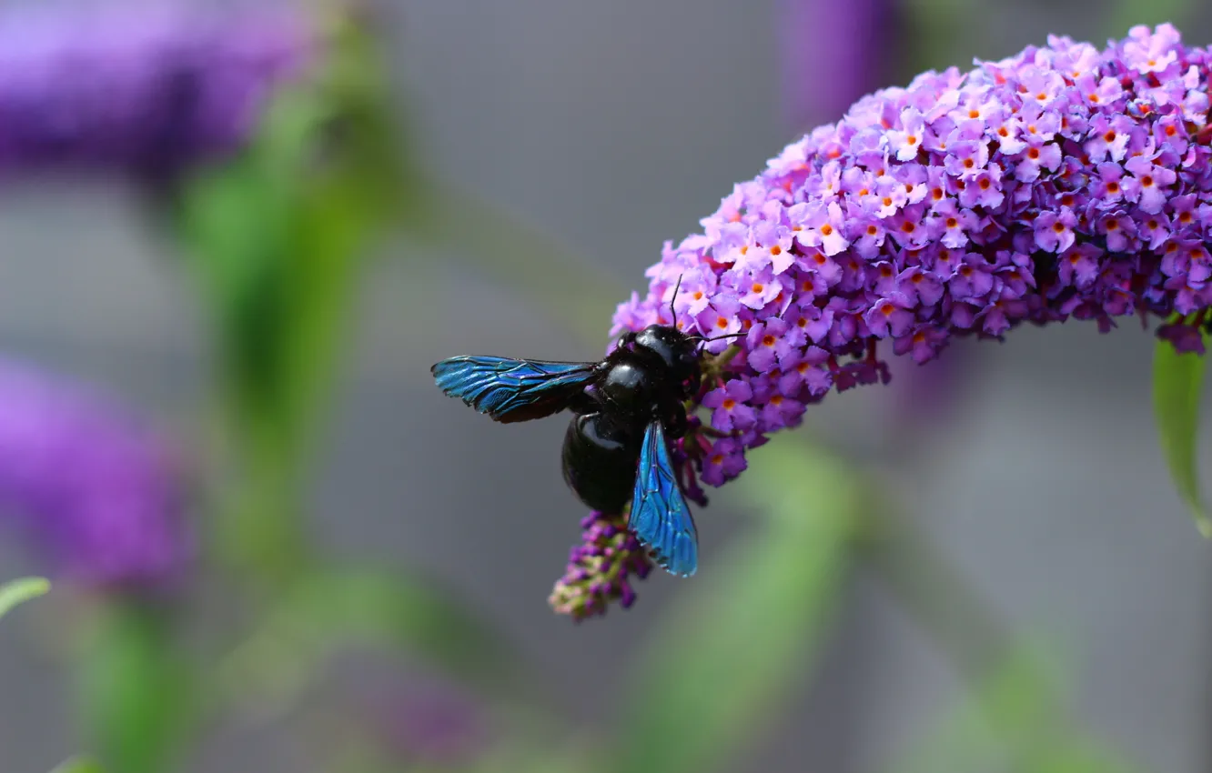Photo wallpaper flowers, black, wings, insect, bumblebee