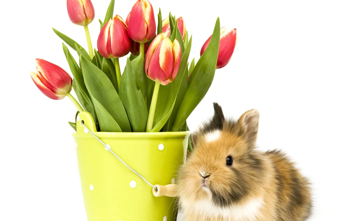 Photo wallpaper flowers, background, bucket, Bunny