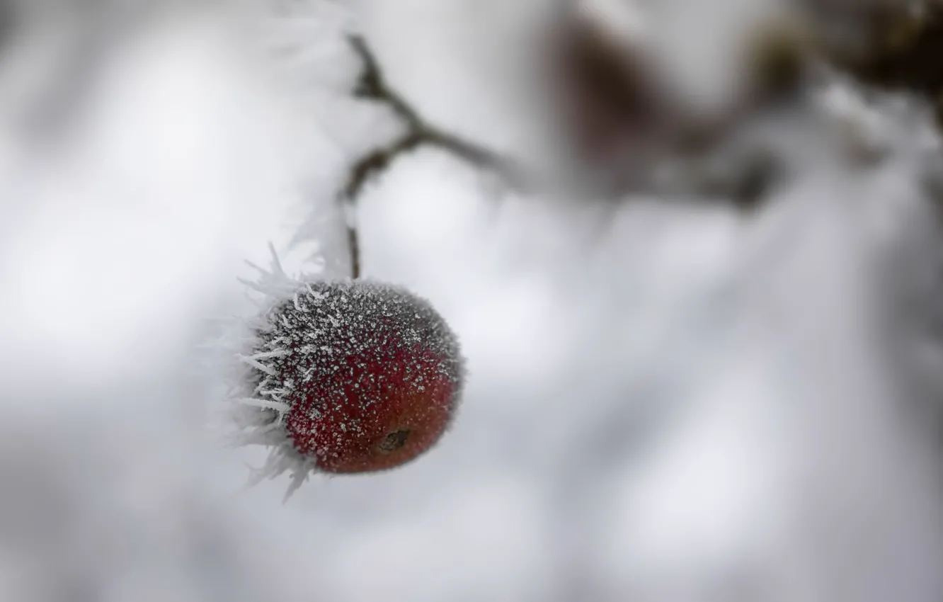 Photo wallpaper cold, winter, snow, apples