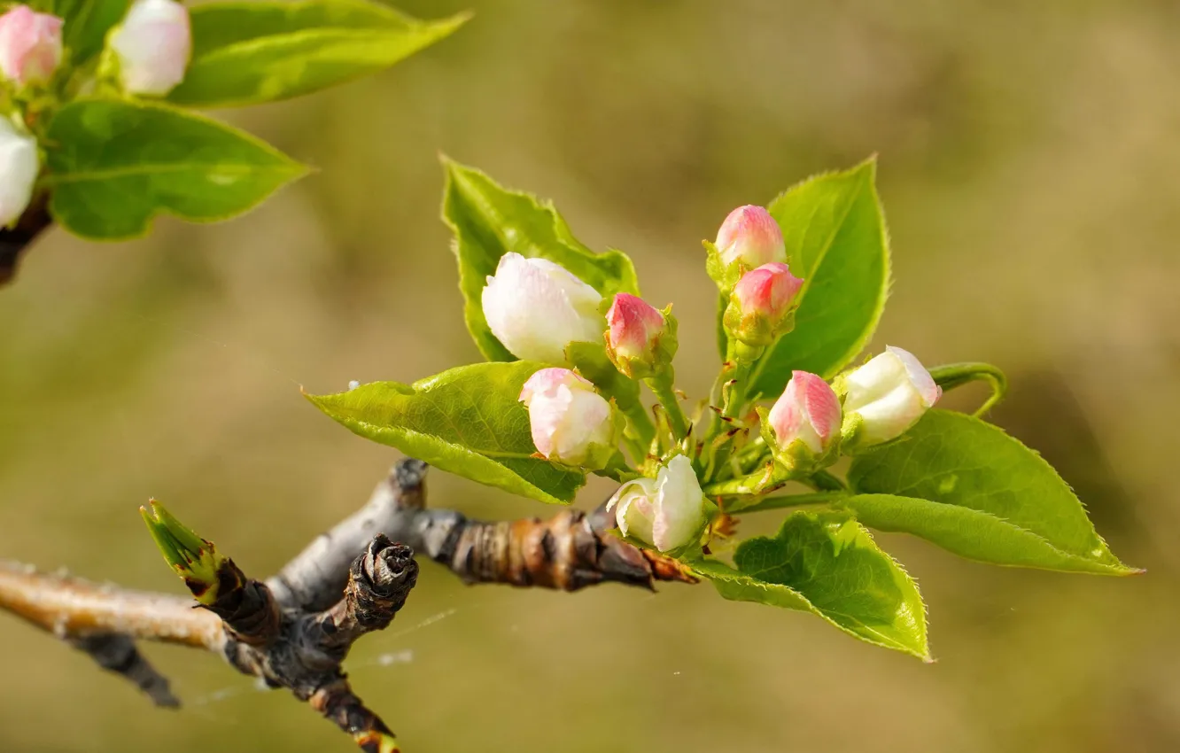 Photo wallpaper flowers, spring, Apple
