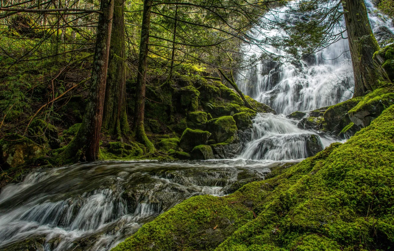 Photo wallpaper greens, forest, trees, stream, stones, for, waterfall, moss