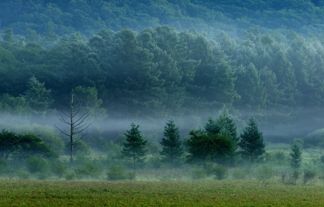 Photo wallpaper field, forest, grass, trees, fog