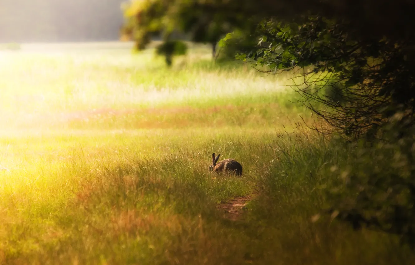 Photo wallpaper FOREST, GRASS, HARE, EARS, The EDGE