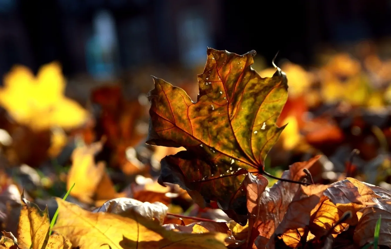 Photo wallpaper LEAVES, MACRO, AUTUMN, FOLIAGE