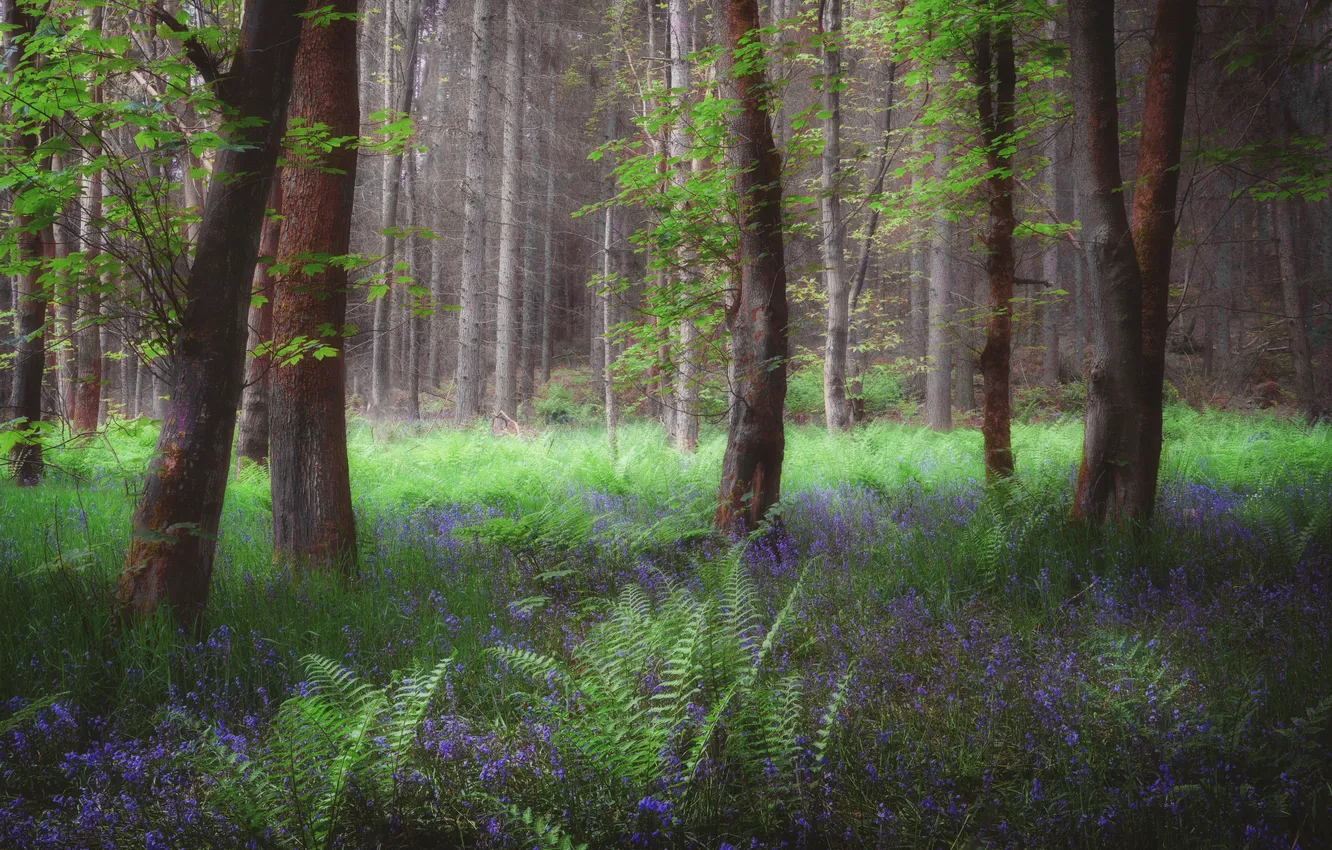 Photo wallpaper forest, trees, flowers, glade, spring, fern