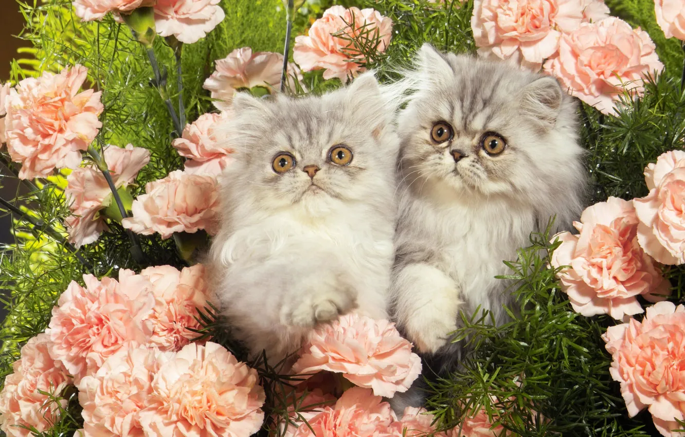 Photo wallpaper flowers, kittens, Persian