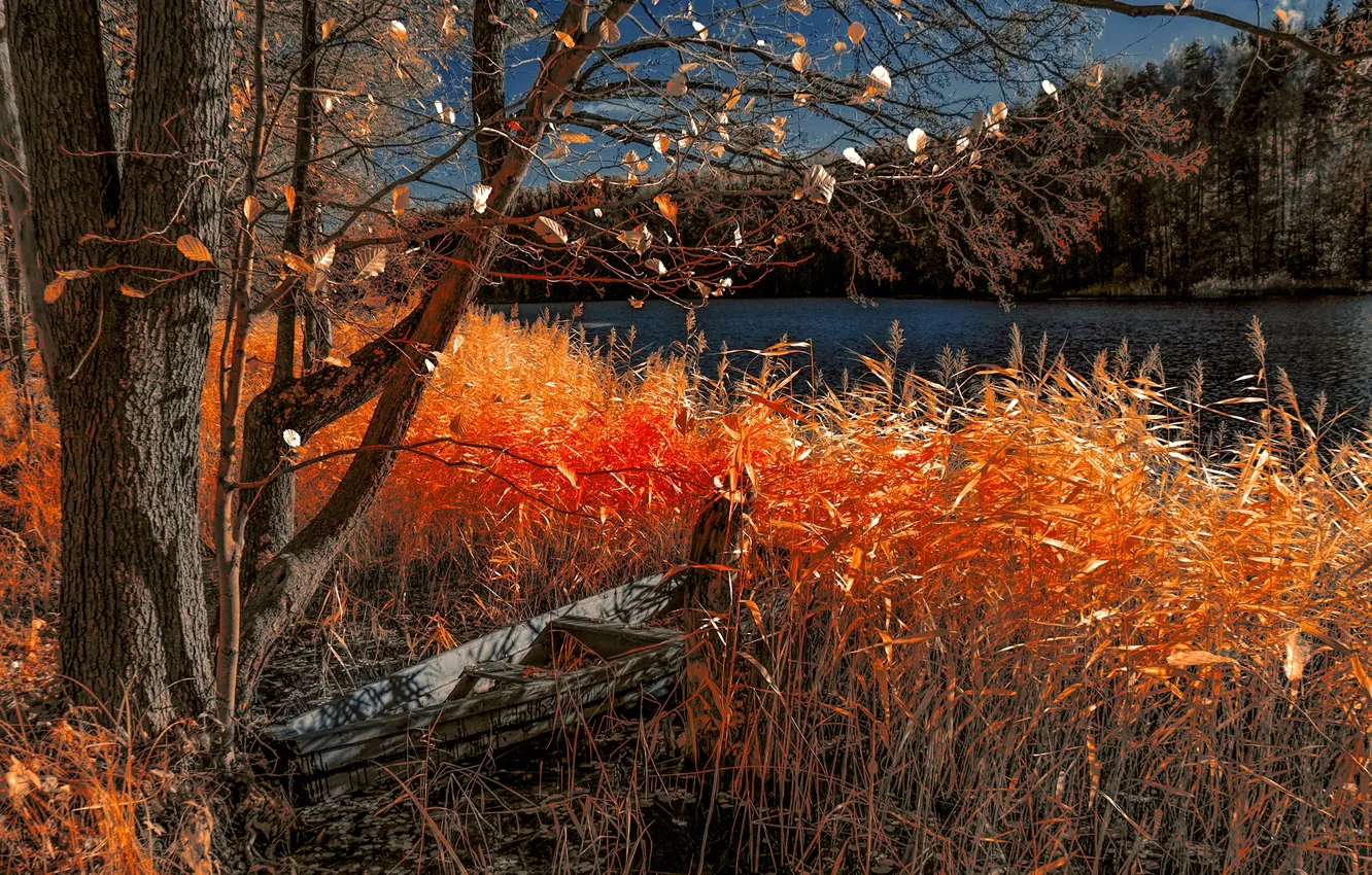 Photo wallpaper autumn, grass, landscape, nature, lake, tree, boat, forest