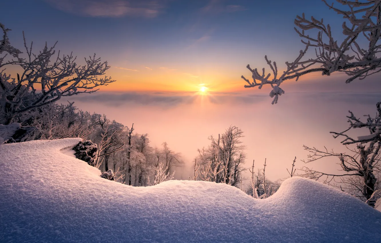 Photo wallpaper winter, snow, trees, branches, sunrise, dawn, morning, the snow