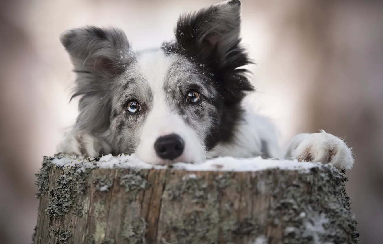 Photo wallpaper look, each, dog