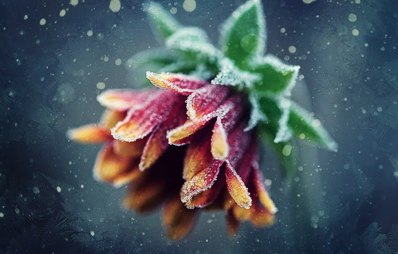 Photo wallpaper frost, flower, patterns, frost, bokeh