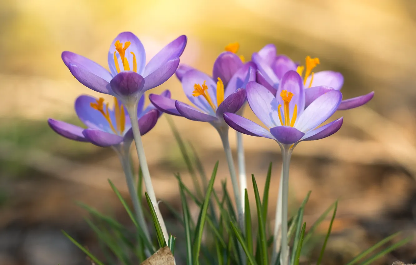 Photo wallpaper flowers, background, spring, crocuses, company, clearing, lilac