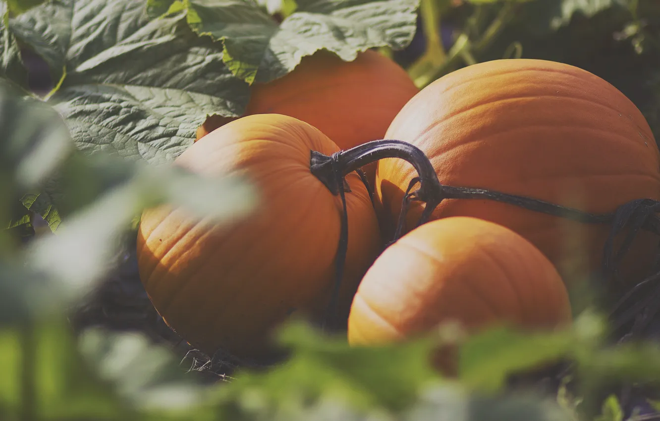 Photo wallpaper orange, pumpkin, a lot