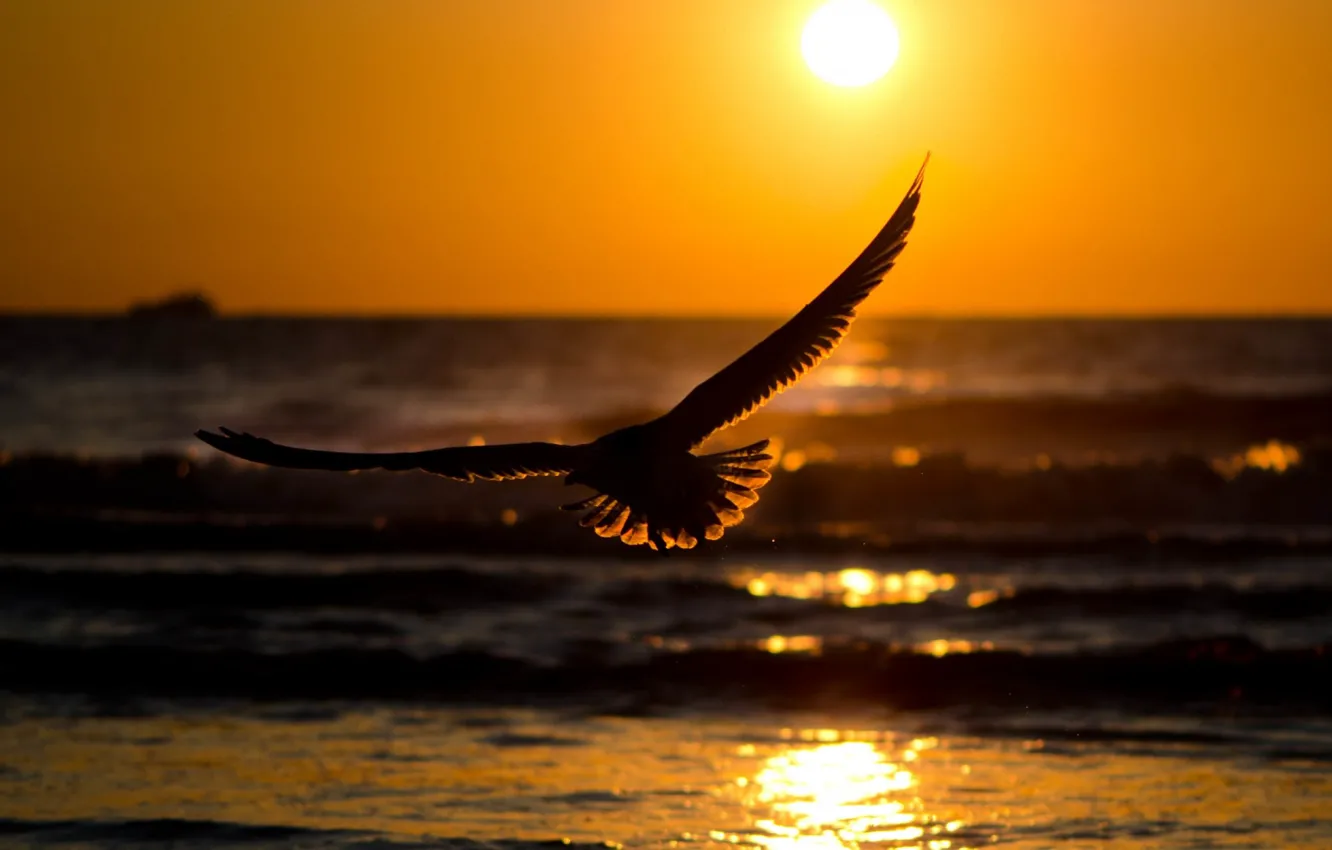 Photo wallpaper sea, flight, sunset, bird