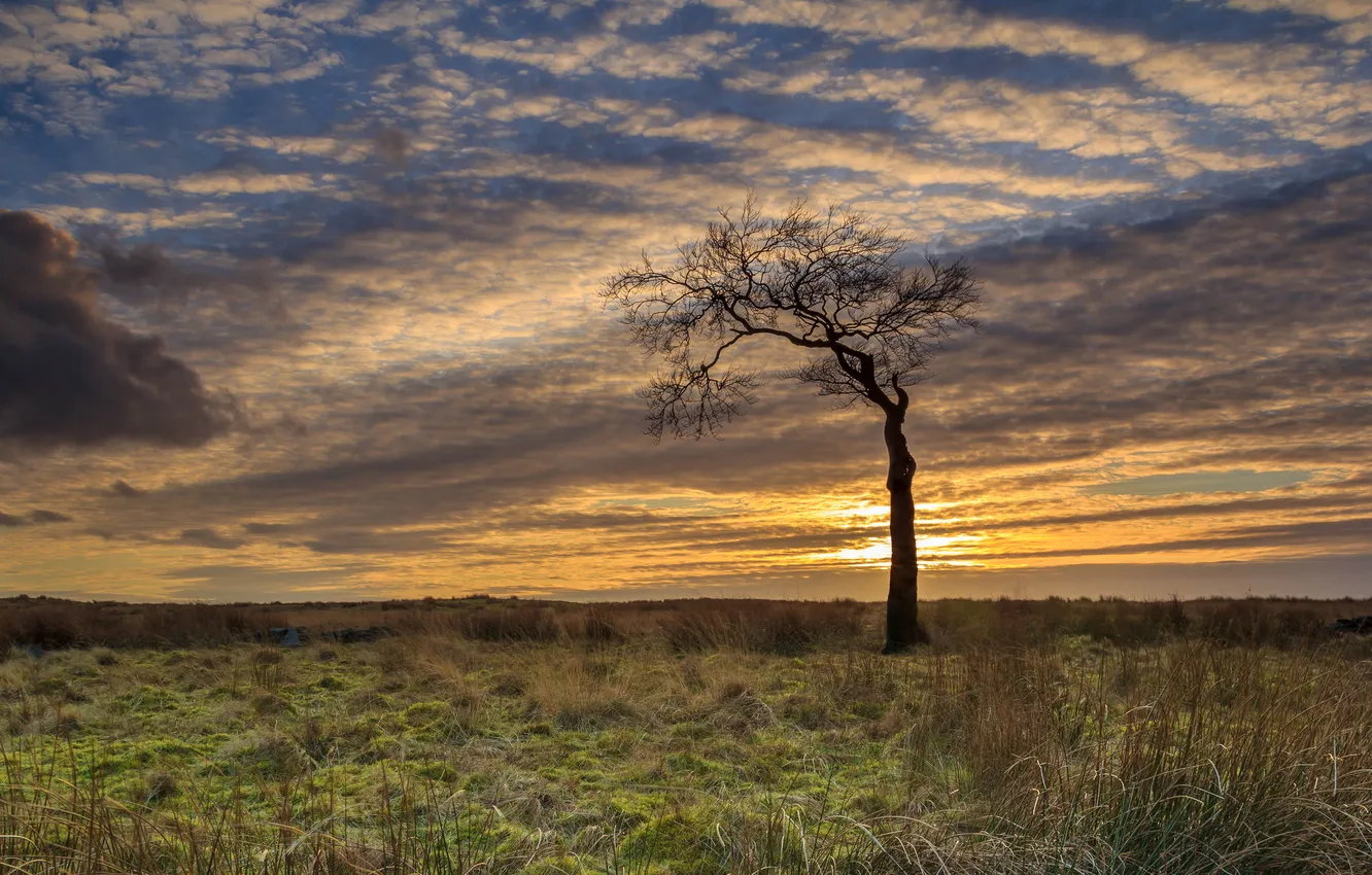 Photo wallpaper field, clouds, trees, sunset
