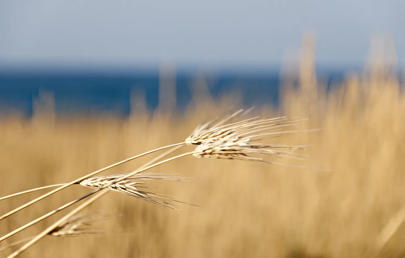 Photo wallpaper wheat, field, macro, nature, ears