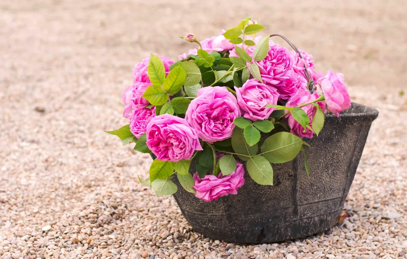 Photo wallpaper flowers, pebbles, roses, pot, pink