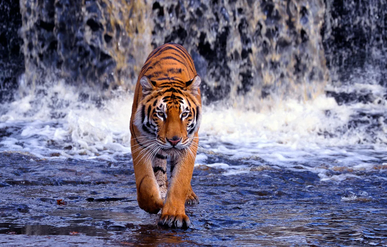 Photo wallpaper water, waterfall, predator, Bengal tiger