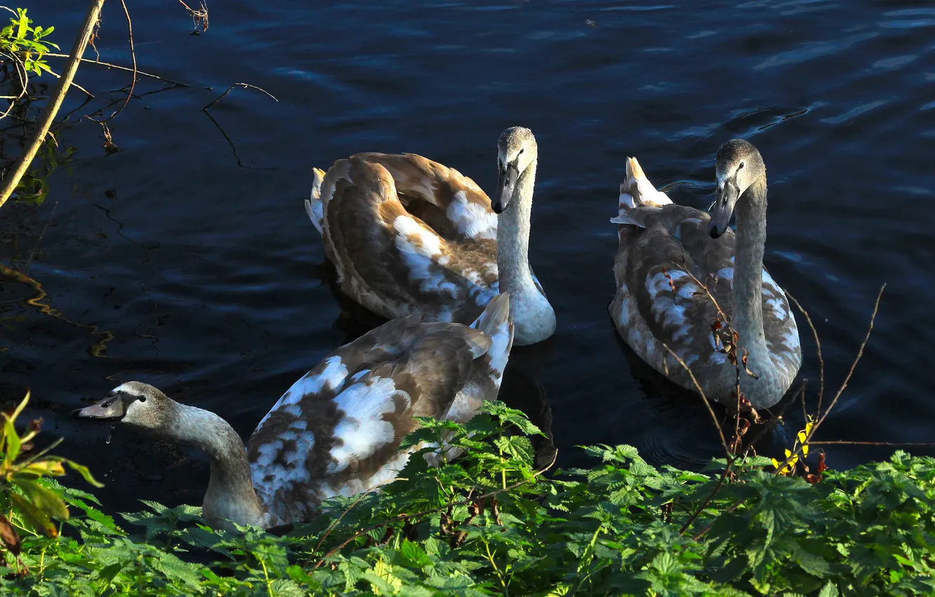 Photo wallpaper swan, water, lake, birds