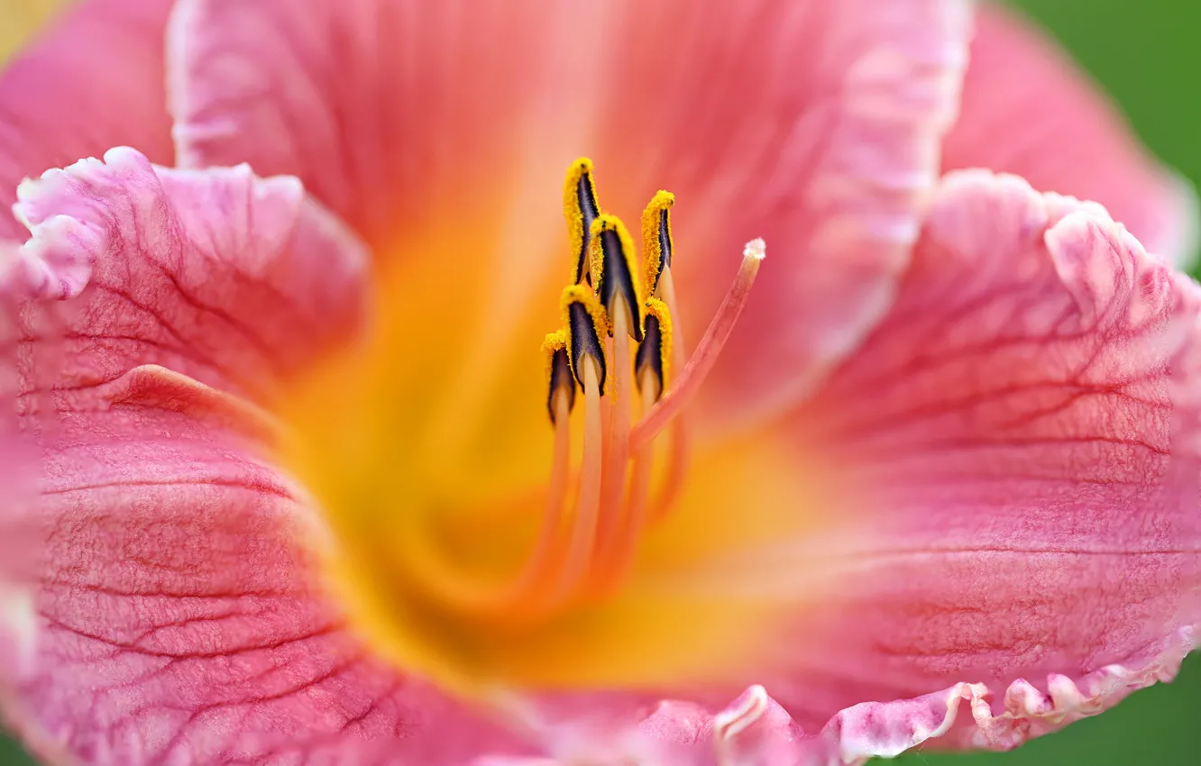 Photo wallpaper flowers, paint, Lily, petals, stamens