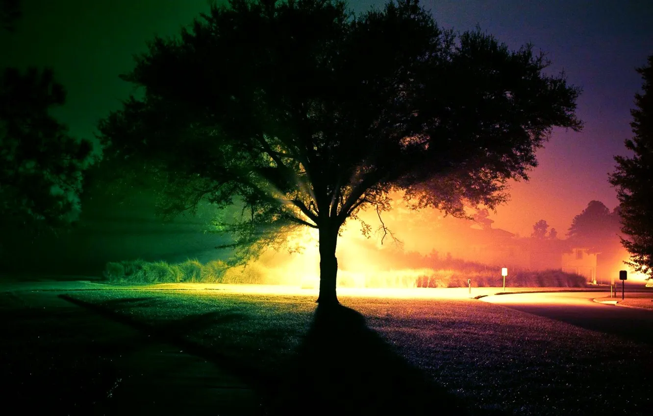 Photo wallpaper light, night, tree, paint