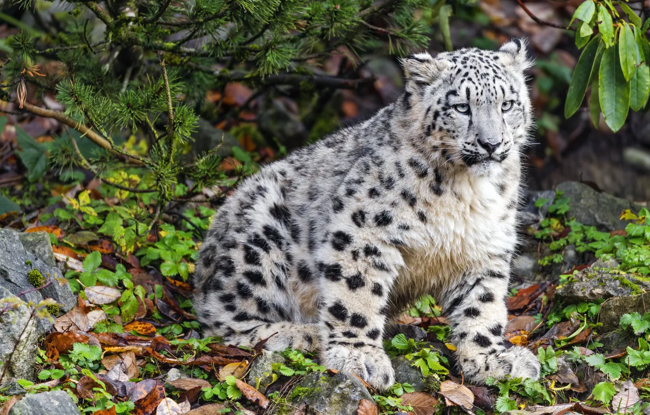 Photo wallpaper autumn, branches, snow leopard, cub