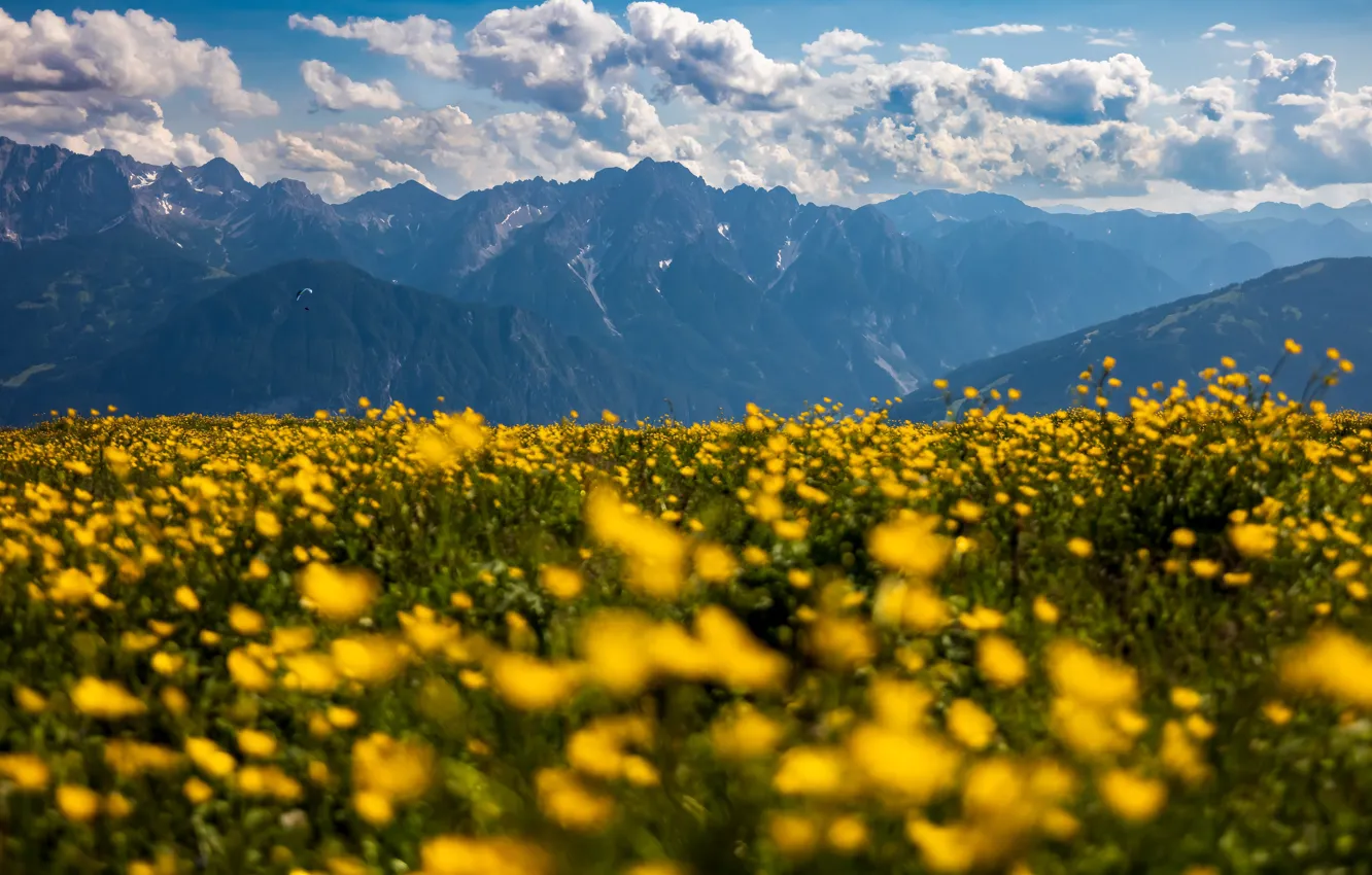 Photo wallpaper field, flowers, mountains, yellow, meadow