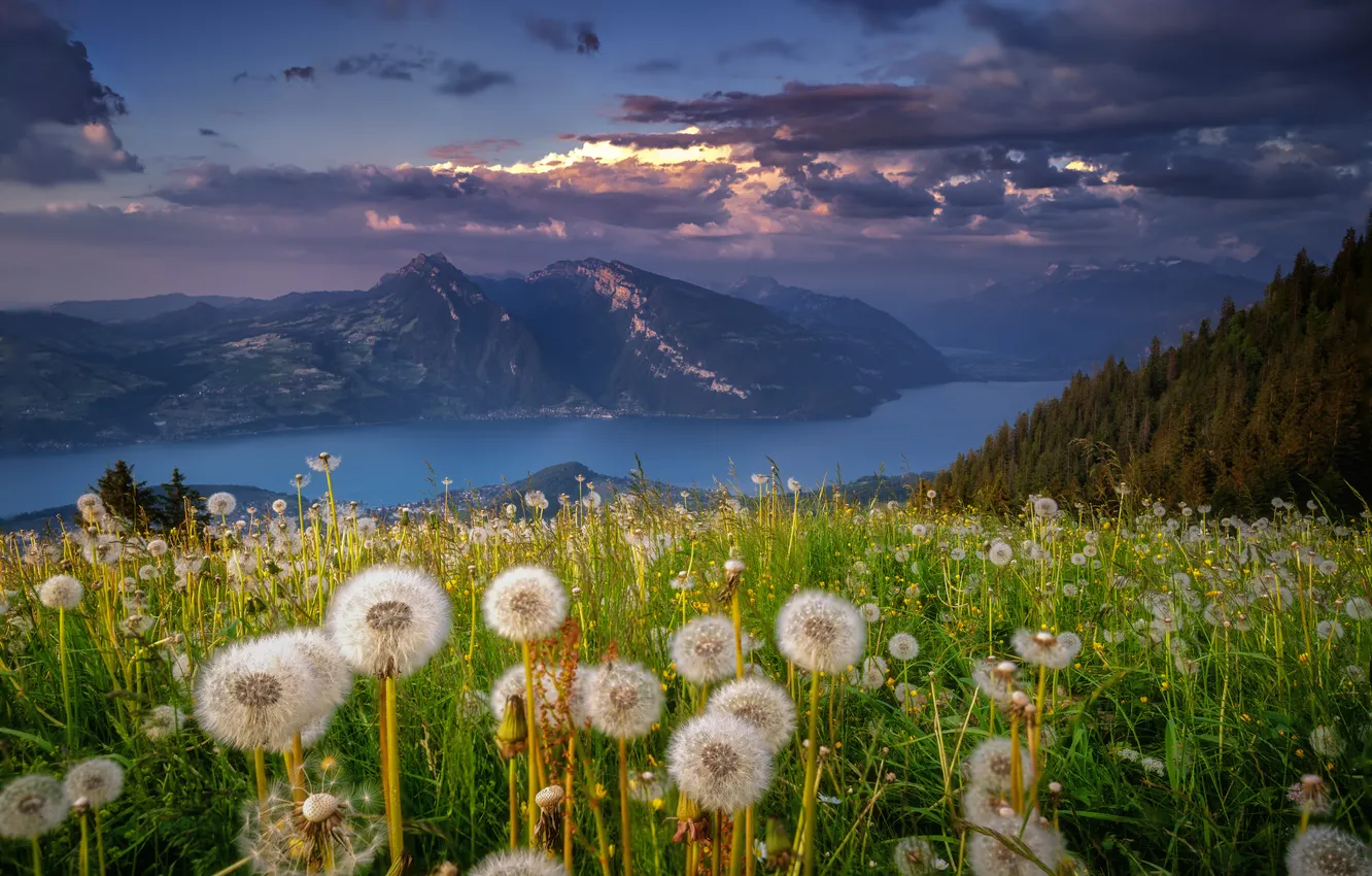 Photo wallpaper field, mountains, dandelion