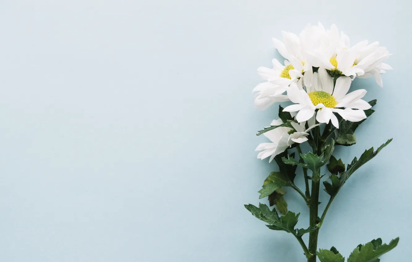 Photo wallpaper flowers, branches, background, chrysanthemum, decor