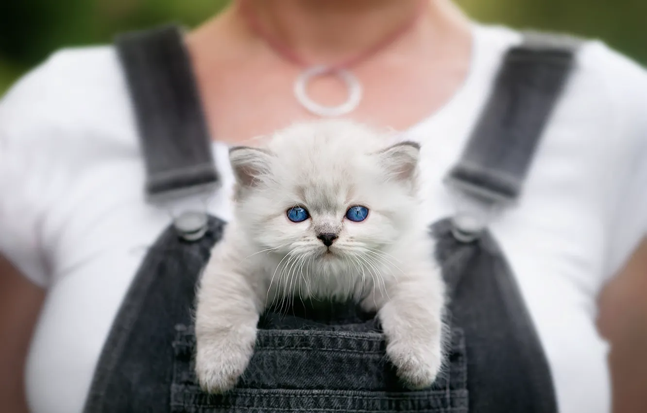 Photo wallpaper cat, chest, girl, kitty, fluffy, small, face, cutie