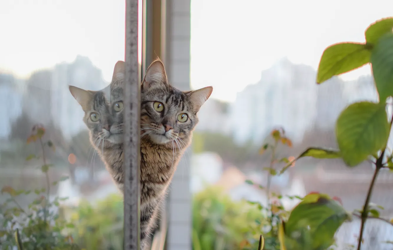 Photo wallpaper cat, eyes, look, glass, reflection