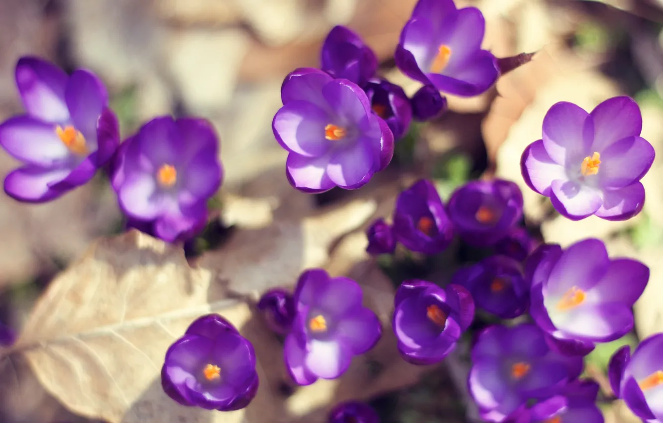 Photo wallpaper leaves, the sun, macro, light, flowers, nature, earth, spring