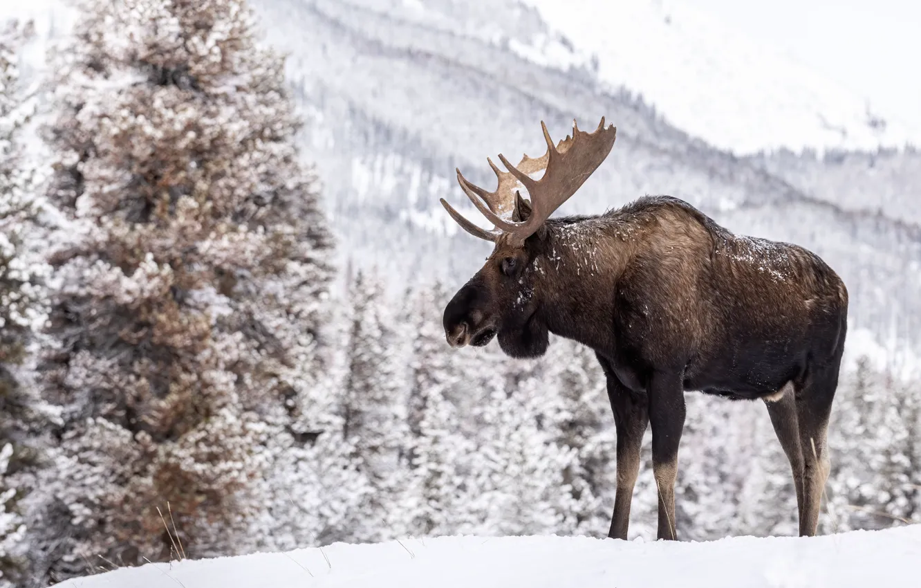 Photo wallpaper winter, snow, nature, moose