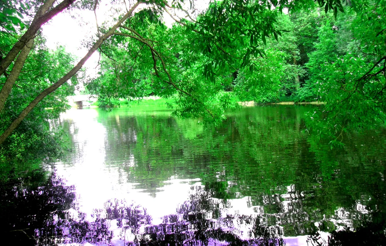 Photo wallpaper leaves, water, trees, nature, river, calm, Saint Petersburg, bright