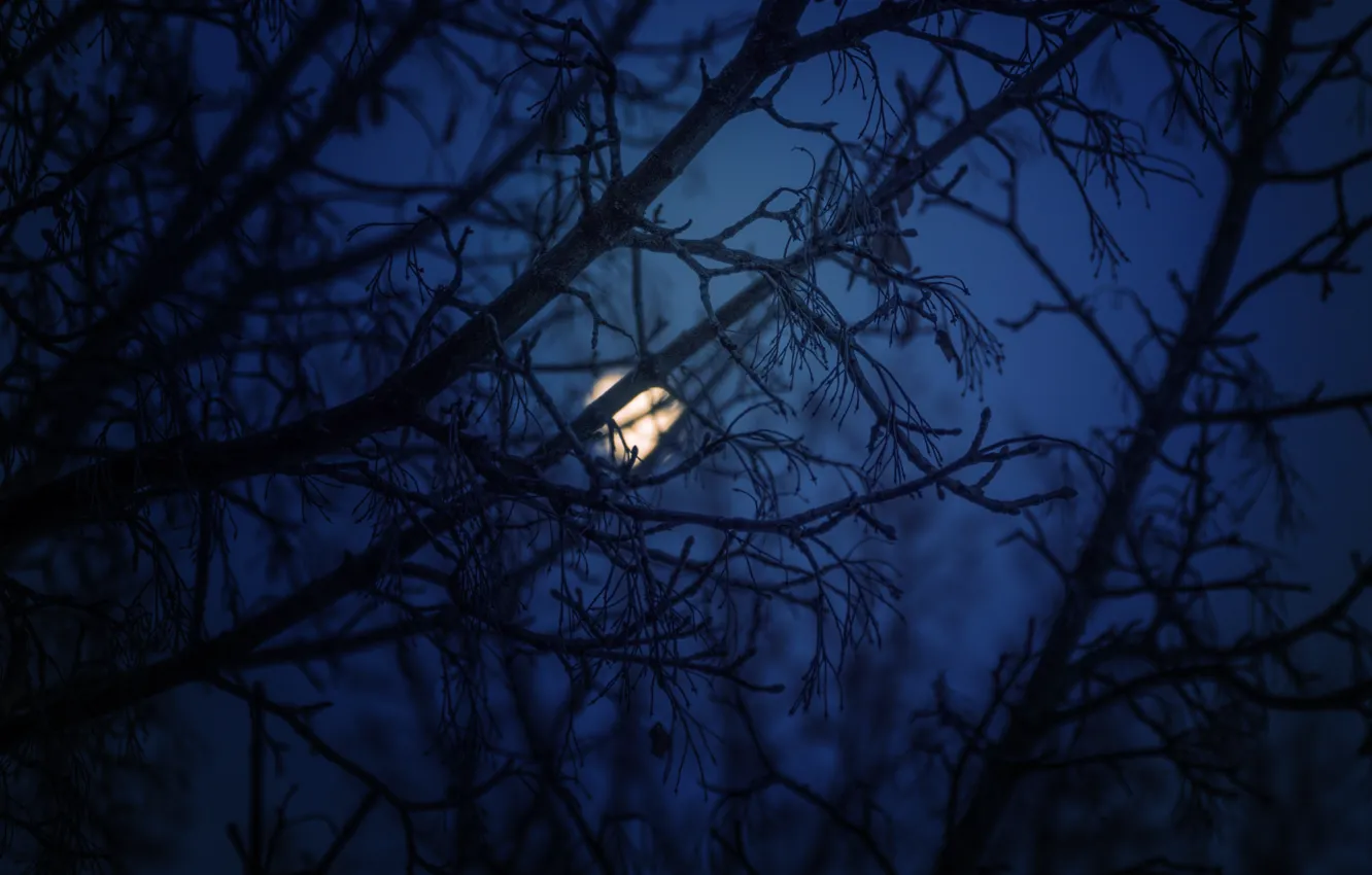 Photo wallpaper winter, trees, night, branches, nature, the moon