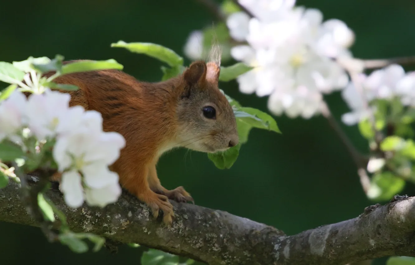 Photo wallpaper nature, tree, animal, spring, protein, flowering, animal, rodent