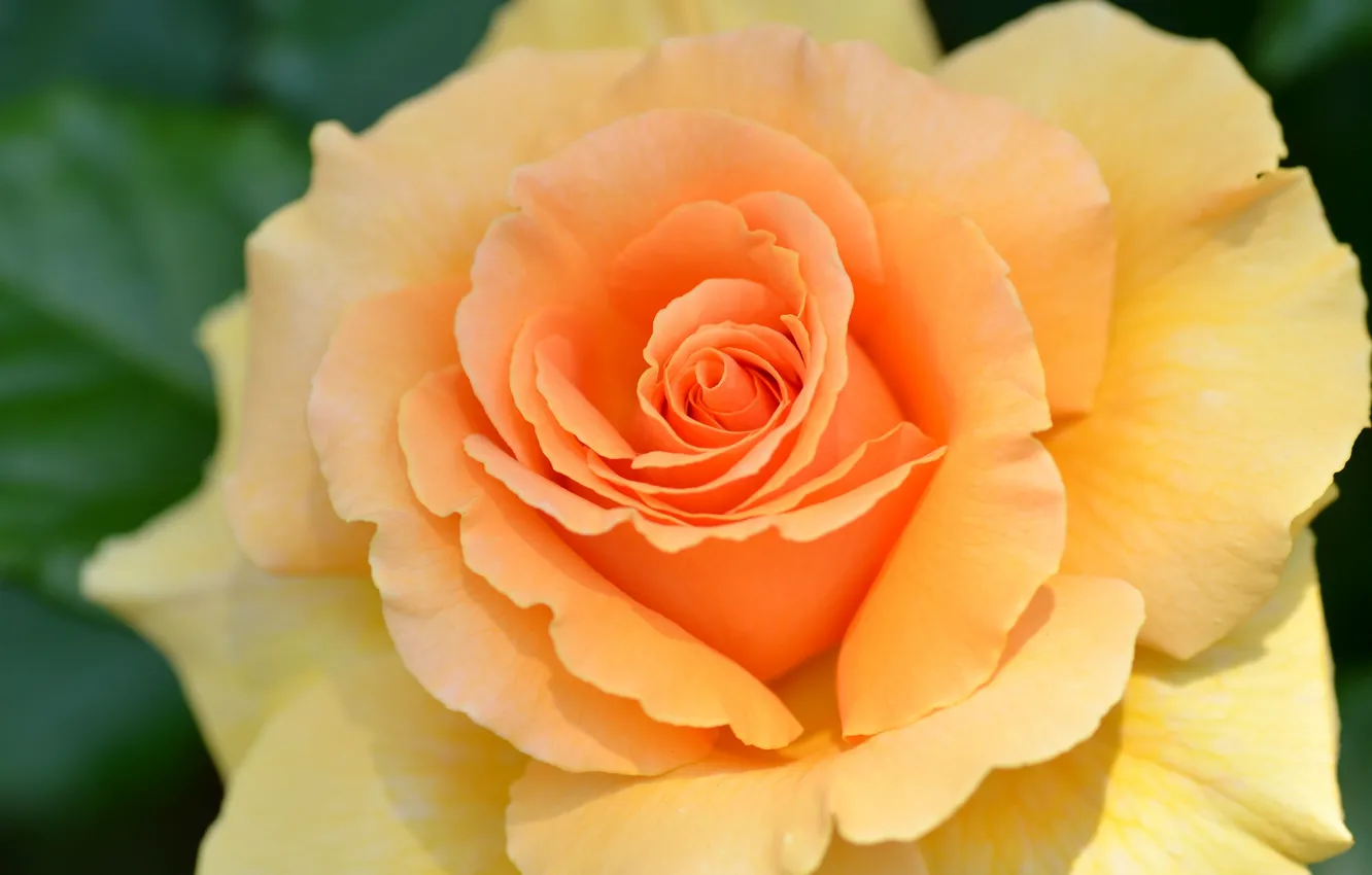 Photo wallpaper yellow, roses, petals