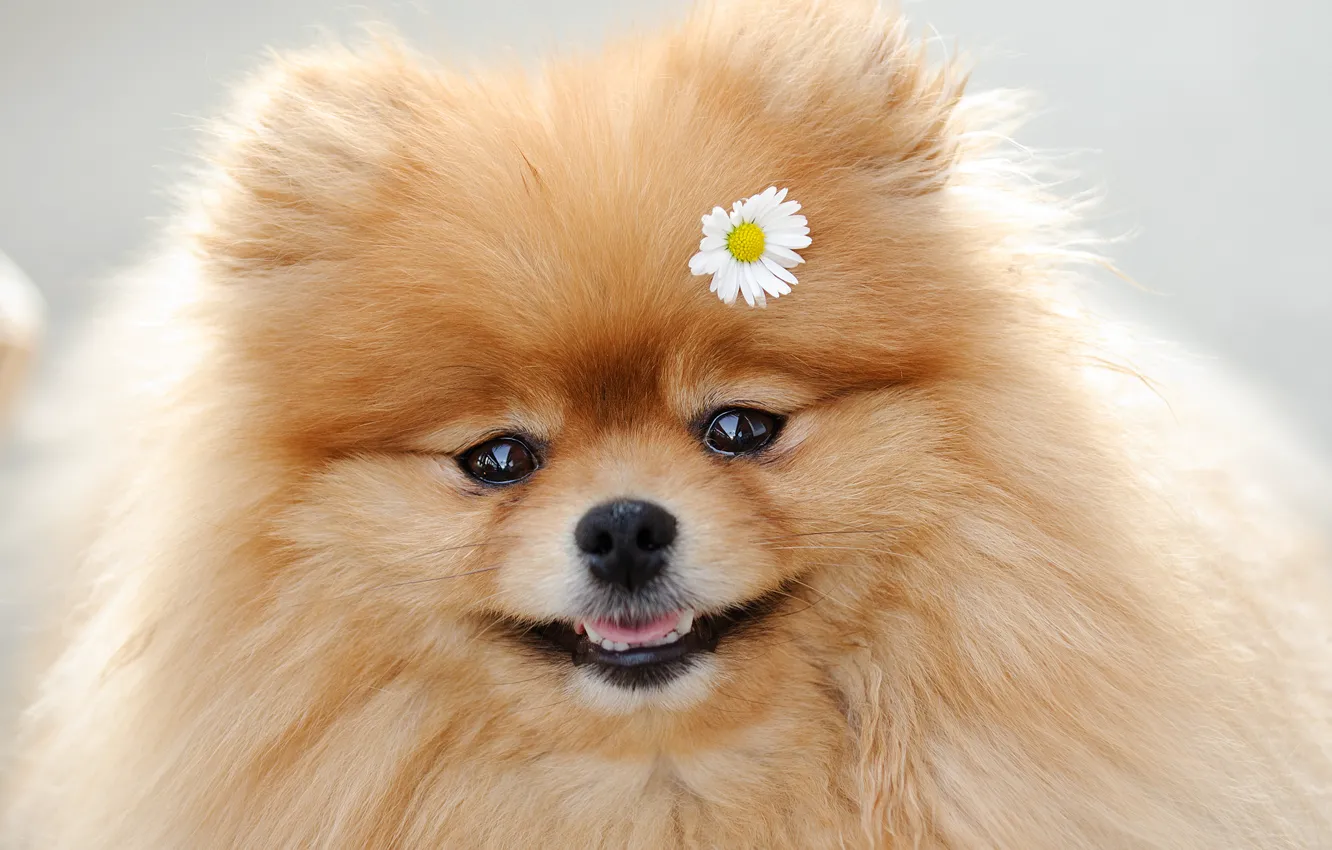 Photo wallpaper chamomile, muzzle, Spitz