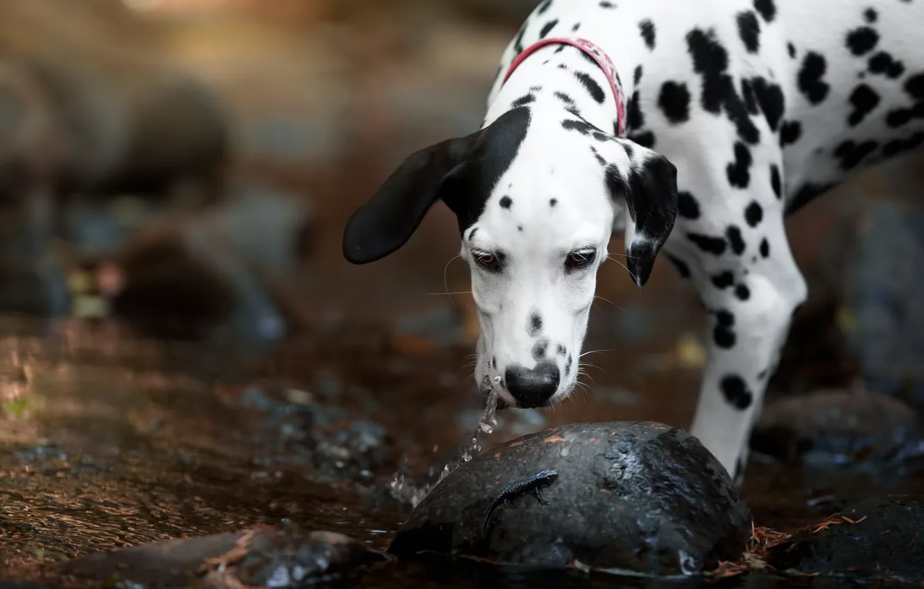 Photo wallpaper look, water, nature, stones, shore, dog, lizard, puppy