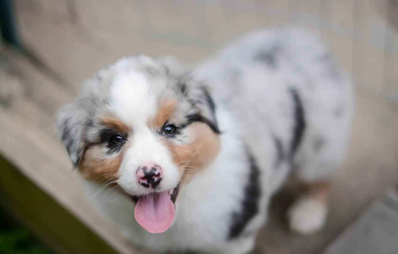 Photo wallpaper look, dog, puppy