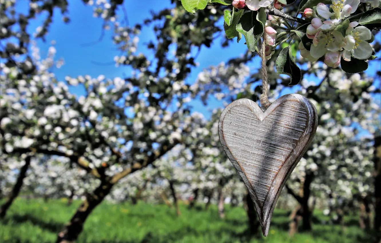 Photo wallpaper trees, flowers, spring, hearts