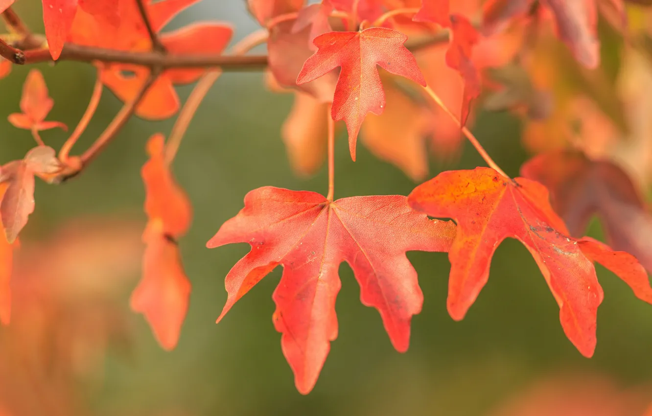 Photo wallpaper autumn, leaves, macro, branch