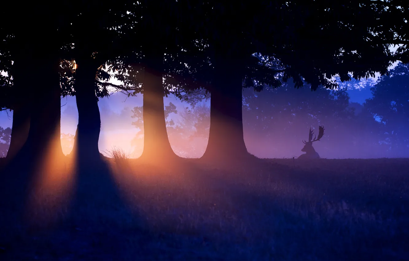 Photo wallpaper forest, sunset, nature, deer