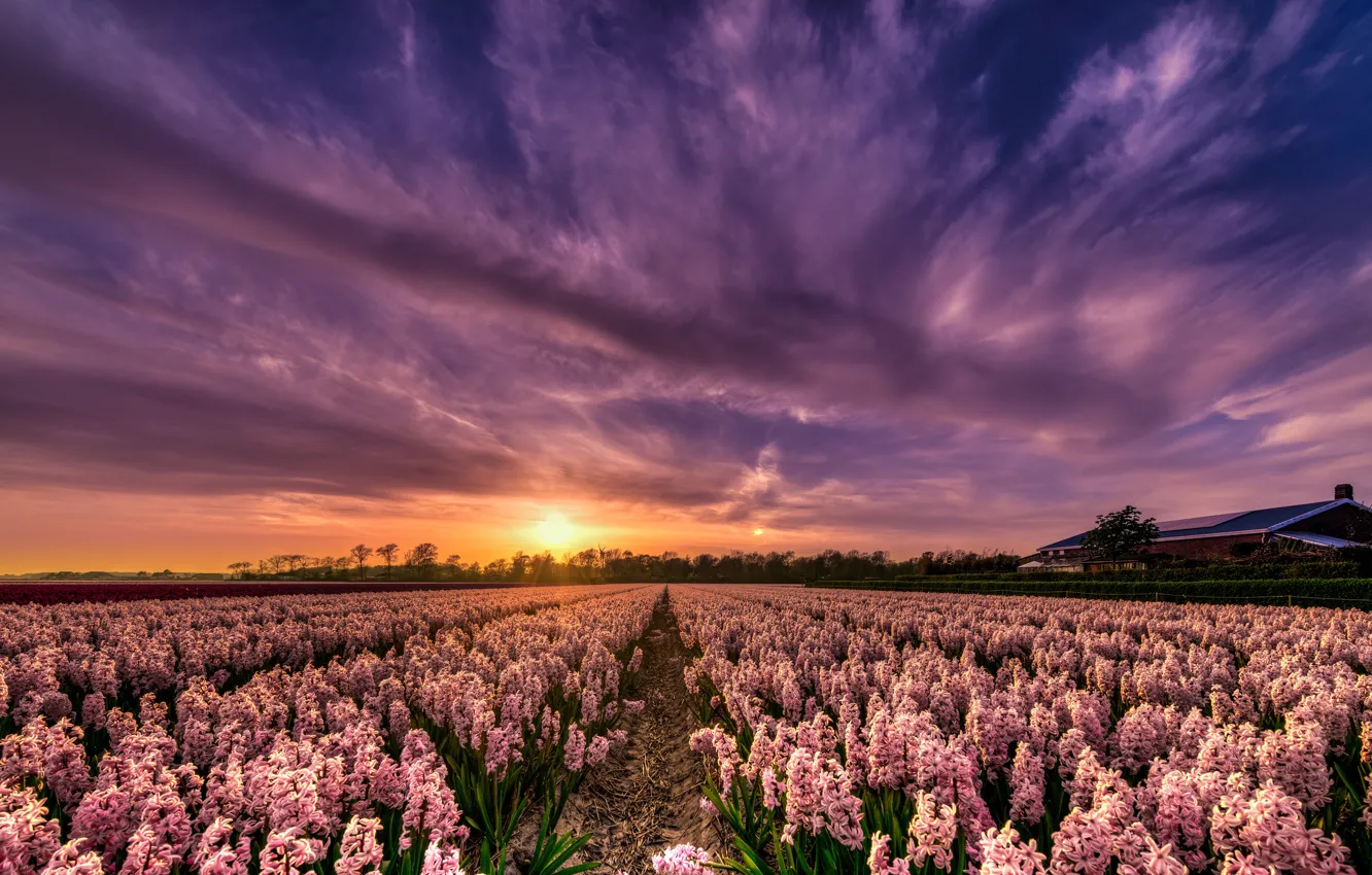 Photo wallpaper field, purple, the sky, the sun, clouds, light, sunset, flowers