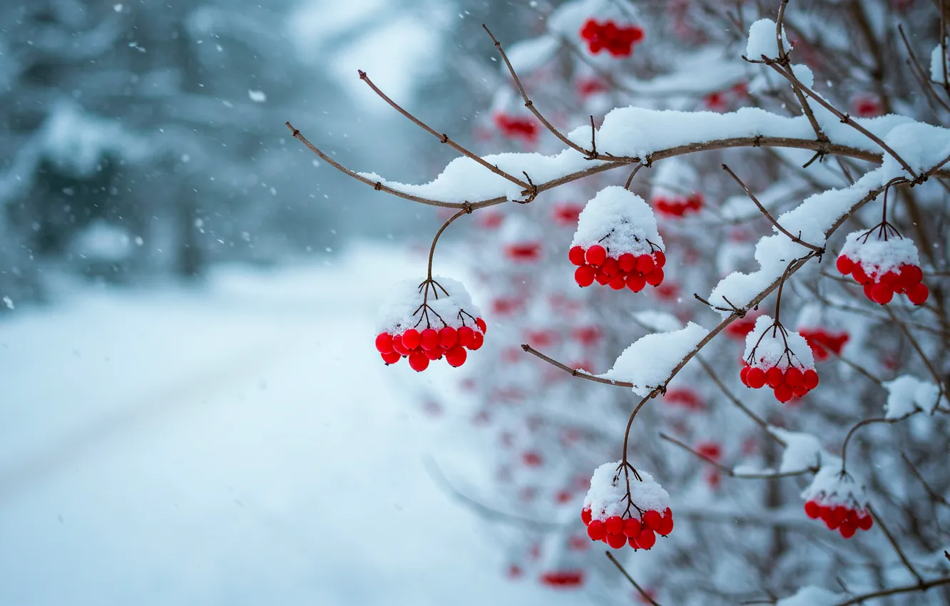 Photo wallpaper winter, road, forest, snow, berries, the bushes, Kalina