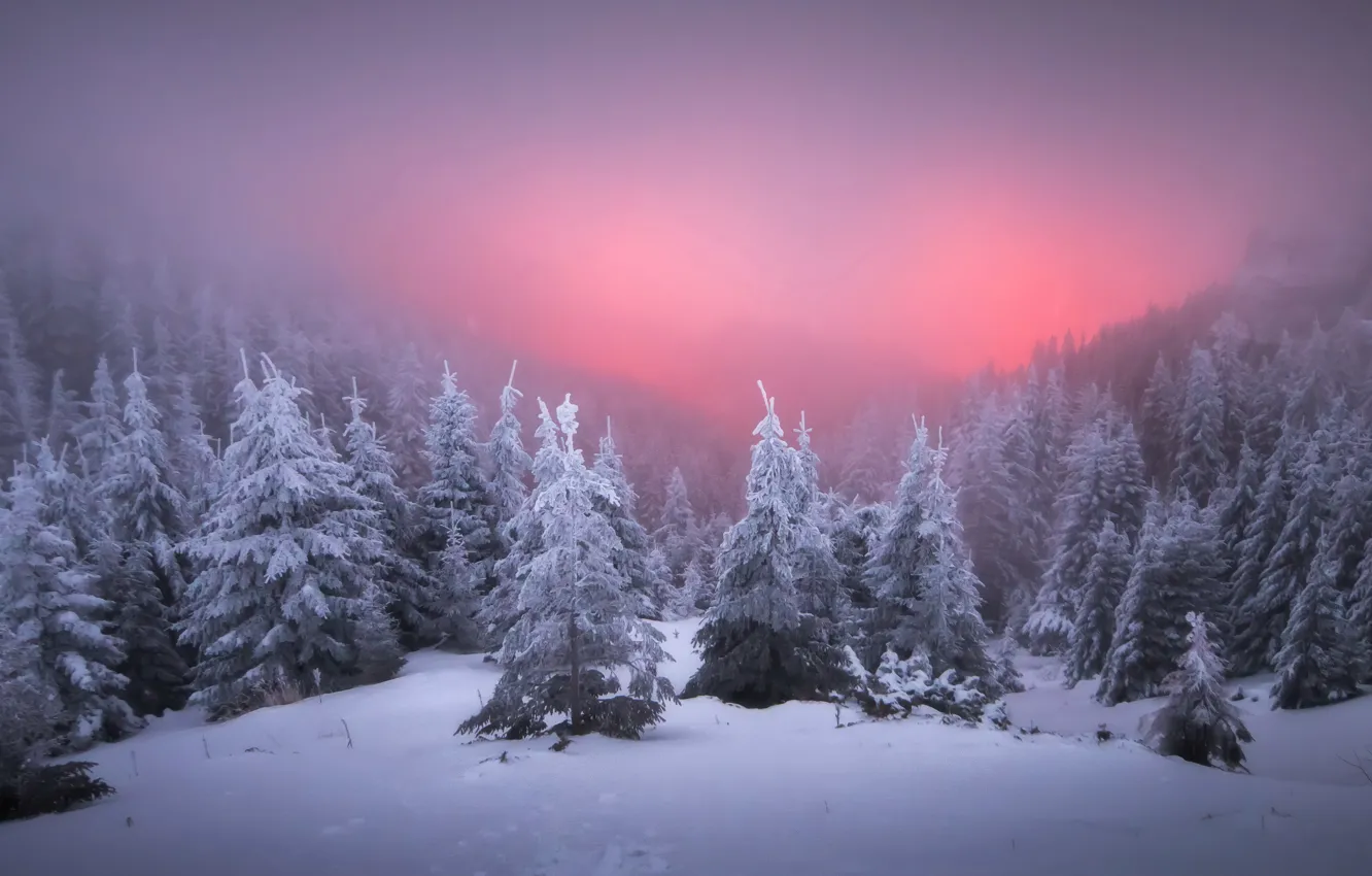 Photo wallpaper winter, sunset, nature