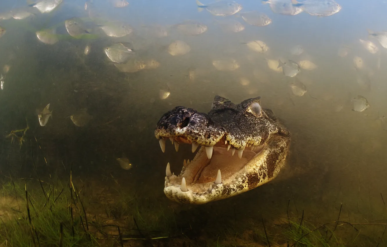 Photo wallpaper river, fishes, Brazil, Brasil, Caiman, Alligator, Pantanal, Mato Grosso
