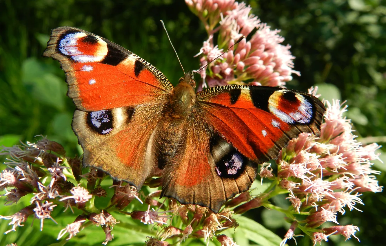 Photo wallpaper nature, butterfly, insect, closeup
